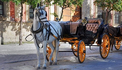 Horse Carriage Ride