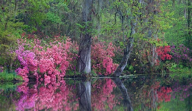 Magnolia Plantations and Garden
