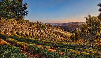 Tai Mo Shan Tea Terrace