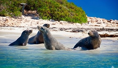 Penguin & Seal Island